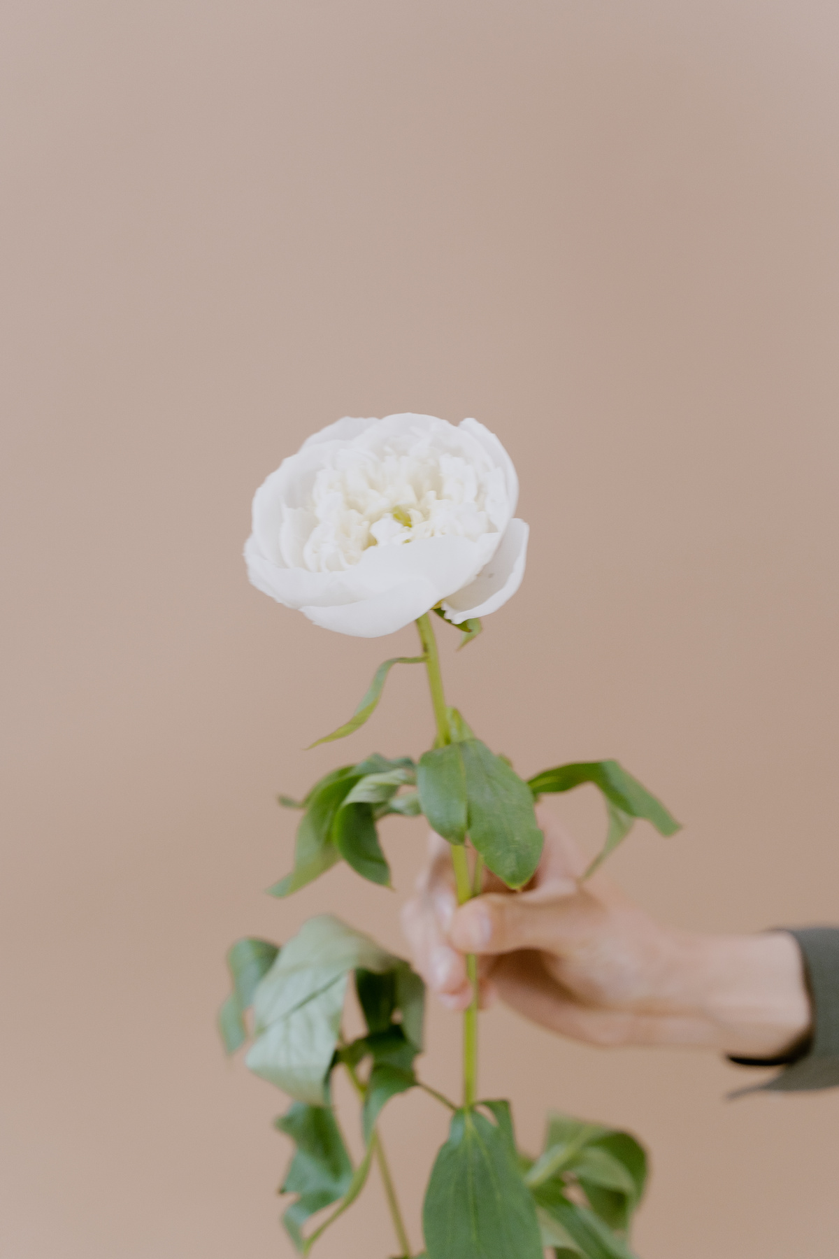 Person Holding a Chinese Peony Flower 